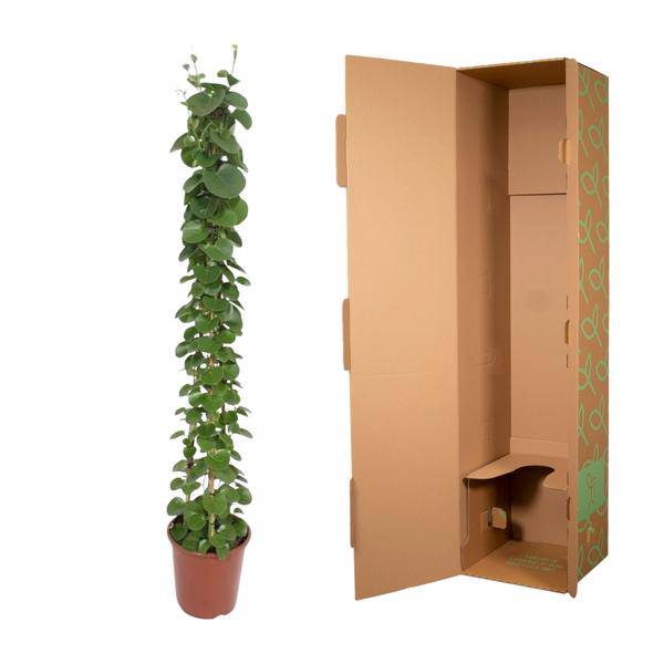 Arabischer Efeu â Cissus rotundifolia Pyramide â Zimmerpflanze â 160cm â Ă27cm â ImmergrĂŒne Kletterpflanze mit glĂ€nzenden BlĂ€ttern fĂŒr Wohnzimmer und BĂŒroÂ