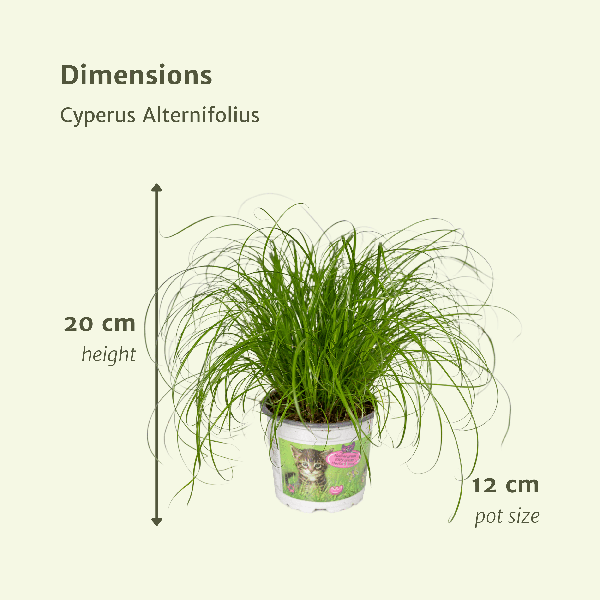Katzengras - Cyperus Alternifolius - Zimmerpflanze - Ø12cm - ↕20cm - 4 Stück