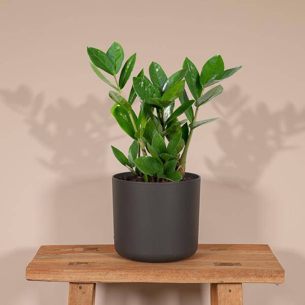 Glücksfeder - Zamioculcas - Zimmerpflanze - Ø12cm - ↕35cm