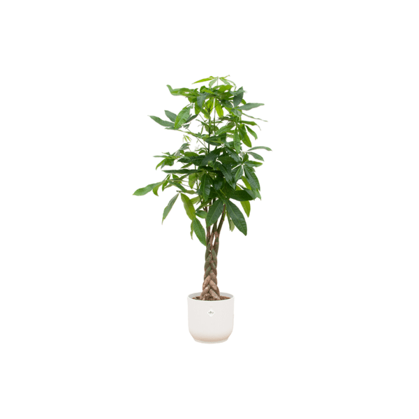Glückskastanie - Pachira Aquatica - Zimmerpflanze - Ø30cm - ↨150 cm + Topf Vibes Fold Weiß