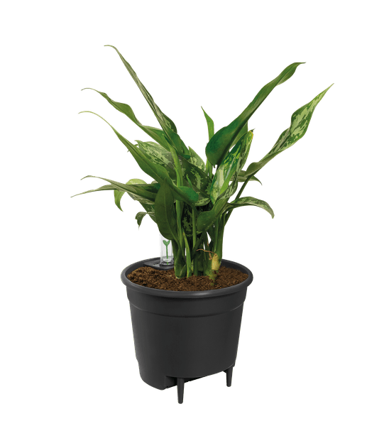 Selbstbewässernder Einsatz für Blumentöpfe – Pflanzeneinsatz mit Wasserreservoir – Ø33cm – für Zimmerpflanzen & Außentöpfe