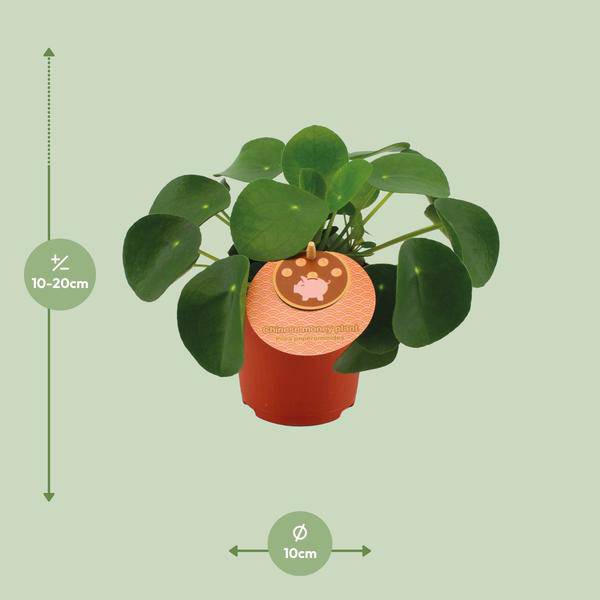 Chinesischer Geldbaum - Pilea Peperomioides - Zimmerpflanze - Ø11cm - ↕15cm