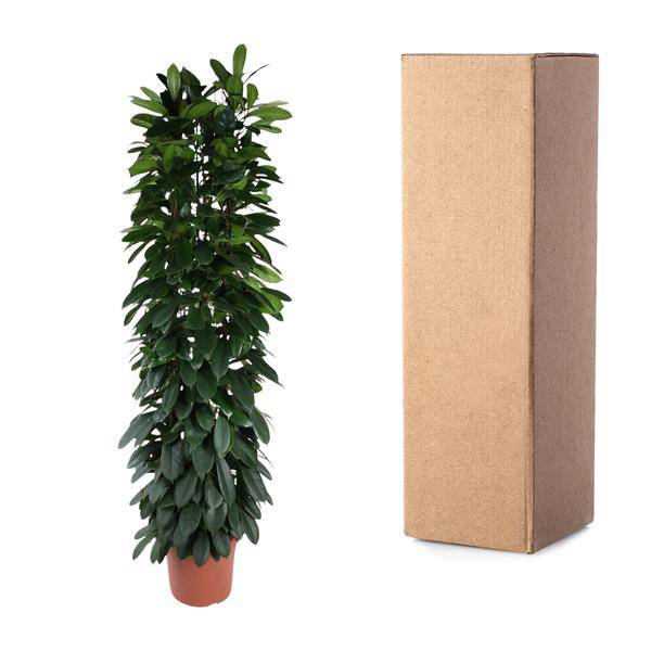 Gummibaum - Ficus Cyathistipula - 220cm - ø40cm