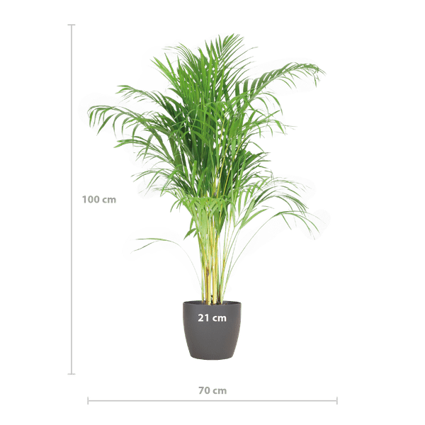 Areca-Palme Dypsis Goldfruchtpalme – Zimmerpflanze ↕100cm Ø21cm – Mit biologisch abbaubarem Viber-Topf Grau – Luftreinigende Tropenpflanze für Wohnzimmer & Büro