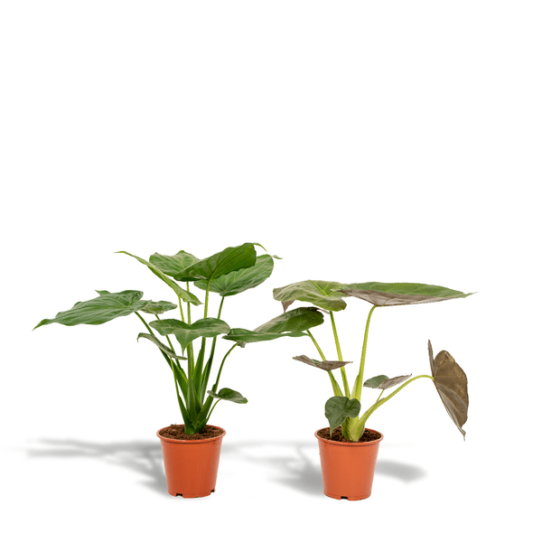 Pfeilblatt - Alocasia Cucullata - Ø19cm - ↕60cm + Alocasia Wentii - Ø19cm - ↕60cm