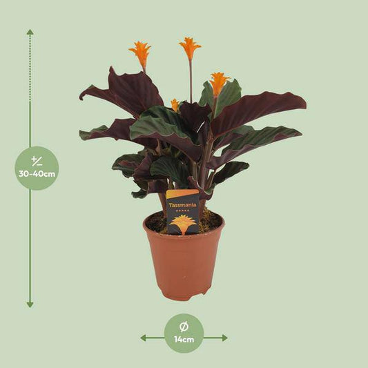 Safran-Korbmarante - Calathea Crocata - Zimmerpflanze - Ø14cm - ↕40cm
