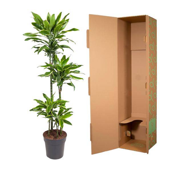 Drachenbaum - Dracaena Golden Coast - Zimmerpflanze - 140cm - ø27cm