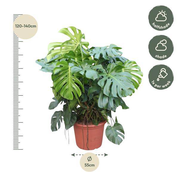Fensterblatt - Monstera Deliciosa - Zimmerpflanze - 130cm - ø55cm