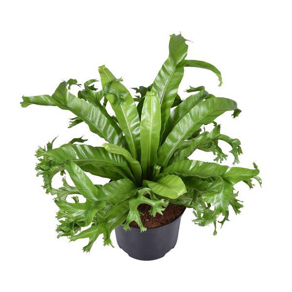 Nestfarn - Asplenium Nidus Crissie - Zimmerpflanze - Ø23cm - ↕55cm