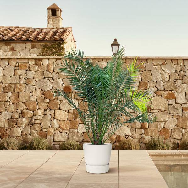 Phönix Canariensis – Kanarische Dattelpalme 300cm – Ø50cm – XXL-Palme mit gefiederten Blättern – Exotische Kübelpflanze für Wohnzimmer, Wintergarten, Terrasse & Garten – Pflegeleicht