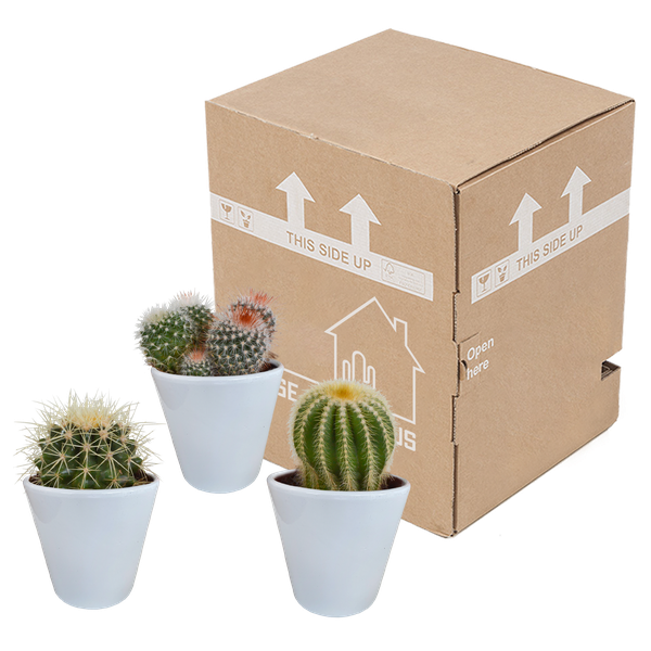 Kaktus - Bolcactus - Mix - 8,5 cm - Zimmerpflanze - in weißem Topf