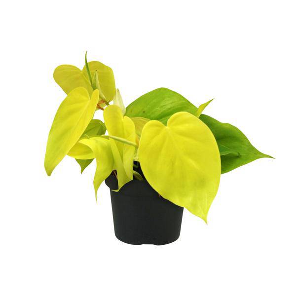 Baumfreund - Philodendron Lime - Zimmerpflanze - Ø12cm - ↕20cm