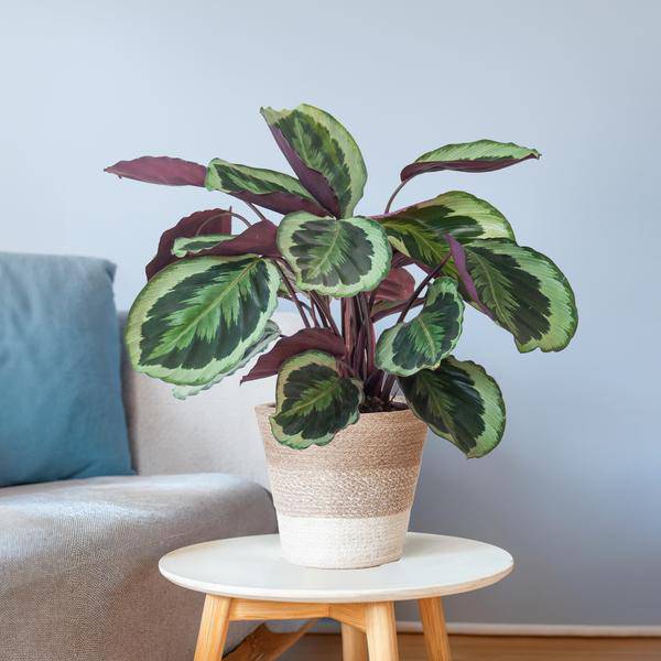 Calathea Medaillon – Korbmarante Ø19cm – ca. 65cm hoch – Zimmerpflanze mit dekorativen Blättern – inkl. Pflanzkorb Lissabon Weiß aus nachhaltiger Jute – Tropische Blattschmuckpflanze für Wohnzimmer & Büro
