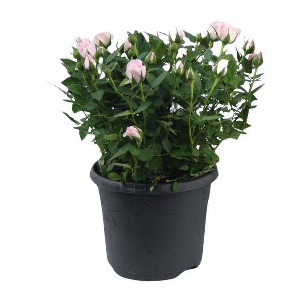 Rose - Topfrose Jewel Patio Baby - Zimmerpflanze - Ø17cm - ↕30cm