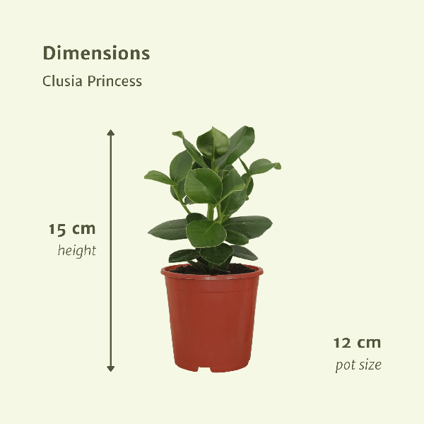 Signaturbaum - Clusia Princess - Zimmerpflanze - Ø12cm - ↕15cm - 2 Stück