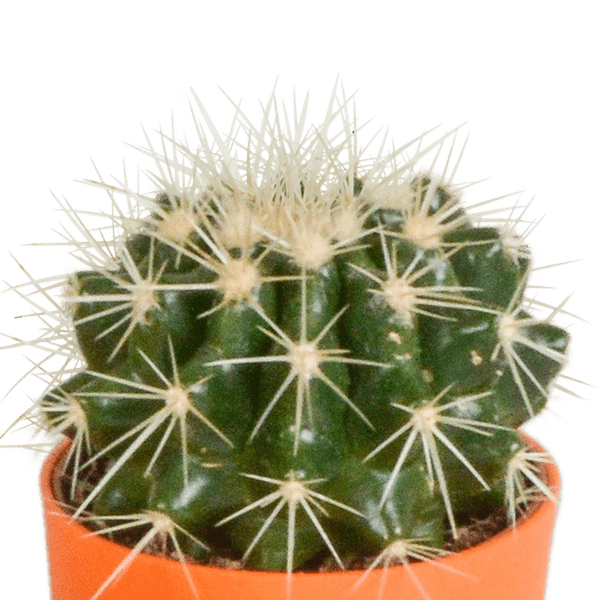 Kaktus - Mix - 5,5 cm - 5 Stück - Zimmerpflanze - im Topf mit Klee