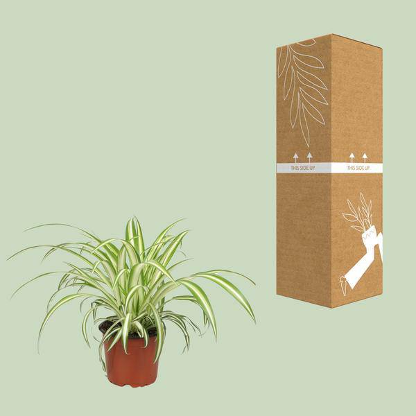 Grünlilie Chlorophytum – Zimmerpflanze – Ø12cm – ↕25cm – Spider-Pflanze – Pflegeleicht – Halbschatten – Luftreinigend