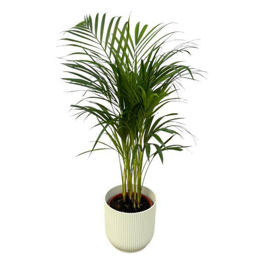 Areca Palme - Betelpalme - Zimmerpflanze - ↨85cm - Ø19cm Topf Vibes Fold Weiß D22xH20