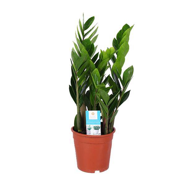 Glücksfeder - Zamioculcas Zamiifolia - Zimmerpflanze - Ø17cm - ↕60cm