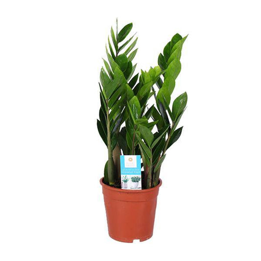 Glücksfeder - Zamioculcas Zamiifolia - Zimmerpflanze - Ø17cm - ↕60cm