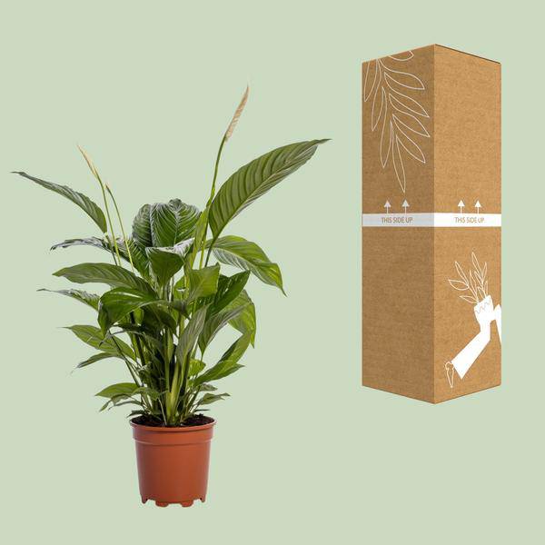 Einblatt - Spathiphyllum Bingo Cupido - Zimmerpflanze - Ø19cm - ↕80cm