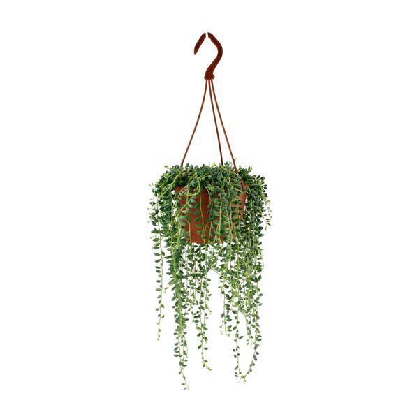 Erbsenpflanze - Senecio Herreianus - Zimmerpflanze - Ø12cm - ↕20cm
