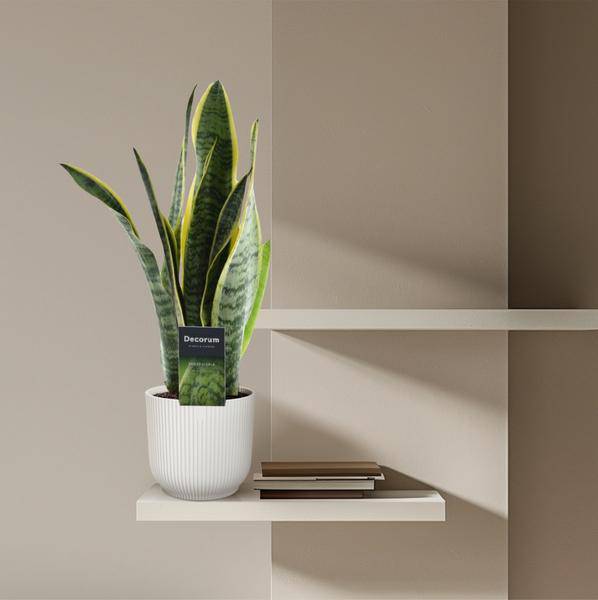 Sansevieria Laurentii – Bogenhanf – Zimmerpflanze – Pflegeleichte Grünpflanze – Luftreinigend – Exotische Blattschmuckpflanze – Ø12cm – ↕45cm