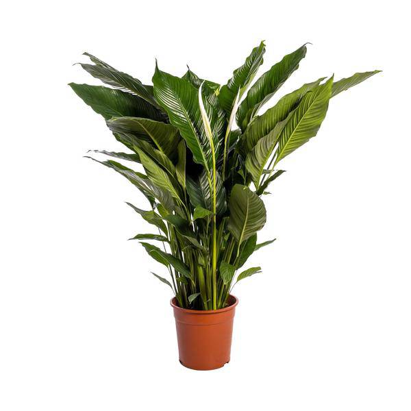 Einblatt - Spathiphyllum Sweet Sebastiano - Zimmerpflanze - Ø24cm - ↕110cm