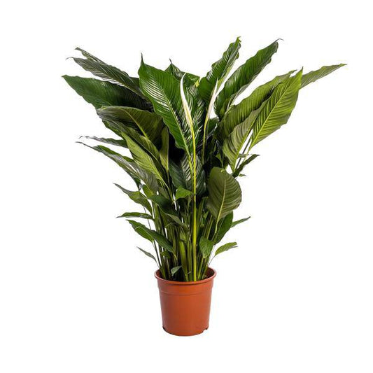 Einblatt - Spathiphyllum Sweet Sebastiano - Zimmerpflanze - Ø24cm - ↕110cm