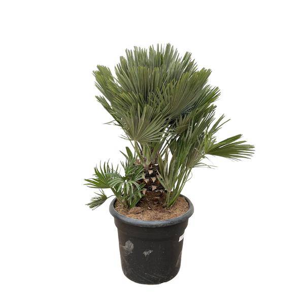 Grüne Zwergpalme - Chamaerops Humilis - Zimmerpflanze - 120cm - ø45cm
