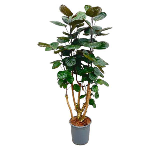 Fiederaralie - Polyscias Fabian - Zimmerpflanze - 130cm - ø24cm