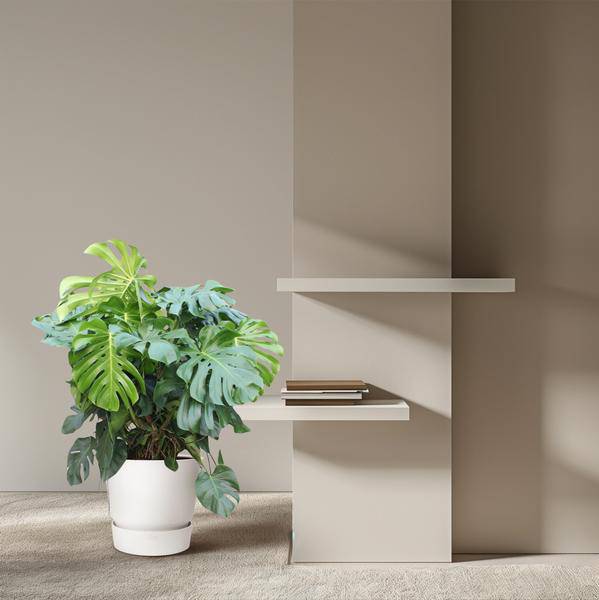 Fensterblatt - Monstera Deliciosa - Zimmerpflanze - 130cm - ø55cm