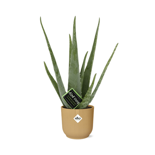 Echte Aloe - Aloe Vera - 12cm - Zimmerpflanze + Topf Vibes Fold 14cm Gelb
