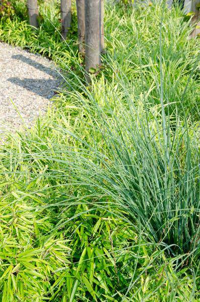 Schirmbambus Fargesia rufa – 2er-Set – ca. 60cm hoch Ø19cm – Immergrüner, horstbildender Bambus – Winterhart & nicht wuchernd – Für Balkon, Garten & Sichtschutz