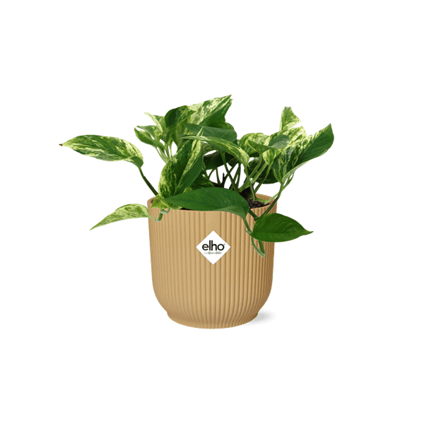 Baumfreund - Scindapsus Epipremnum Marble Queen - Zimmerpflanze + Topf Vibes Fold 14cm Gelb