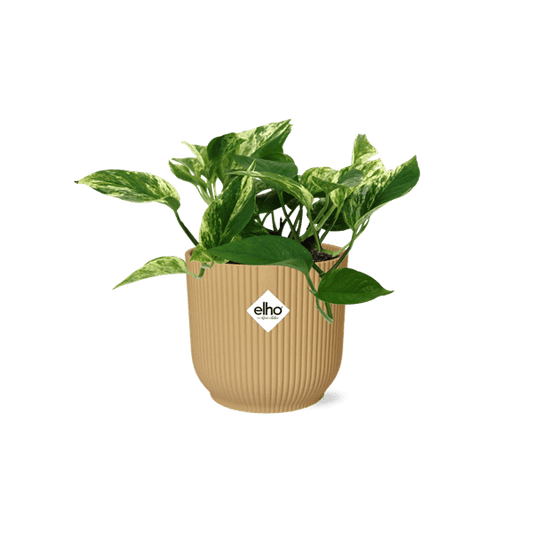 Baumfreund - Scindapsus Epipremnum Marble Queen - Zimmerpflanze + Topf Vibes Fold 14cm Gelb