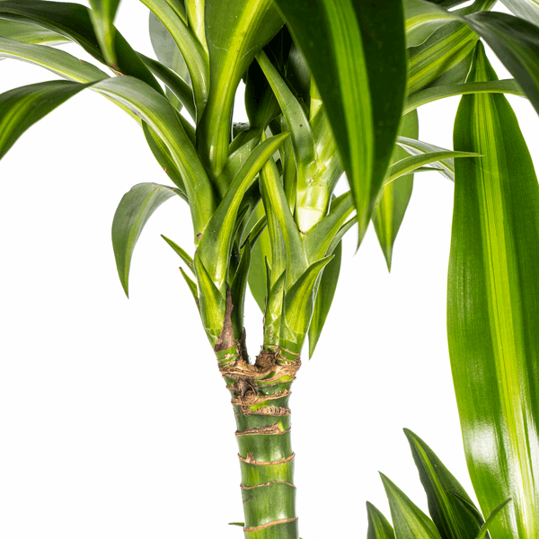 Dracaena Deremensis Hawaiianischer Sonnenschein Ø24cm - ↕130 - 150cm
