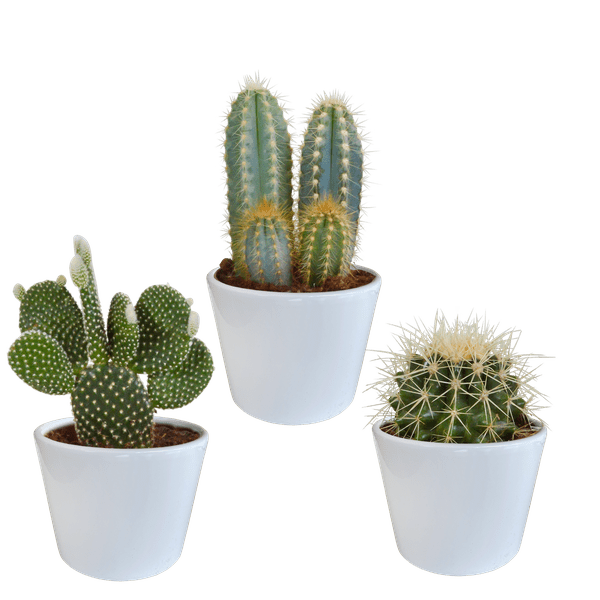 Kaktus Mix - 10,5 cm - 3 Stück - Zimmerpflanze - im Übertopf