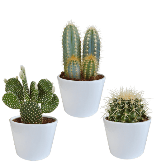 Kaktus Mix - 10,5 cm - 3 Stück - Zimmerpflanze - im Übertopf