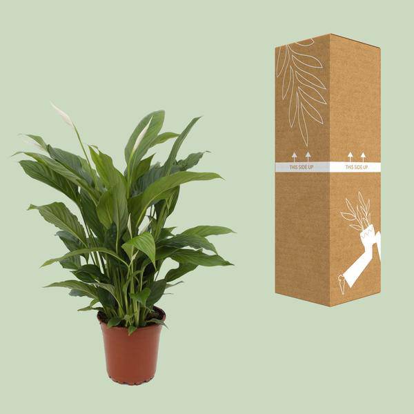 Einblatt – Spathiphyllum Torelli – Friedenslilie Zimmerpflanze 65cm – Ø17cm – Grünpflanze mit weißen Blüten – Luftreinigende Zimmerpflanze für Wohnzimmer, Schlafzimmer & Büro – Pflegeleicht
