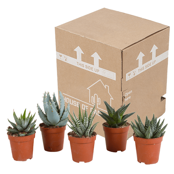 Sukkulente - Gasteria/Haworthia - Mix 5,5cm - Zimmerpflanze - 5 Stück