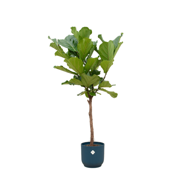 Ficus Lyrata - Feigenbaum - Zimmerpflanze - Ø30cm - ↨170 cm + Topf Vibes Fold Blau