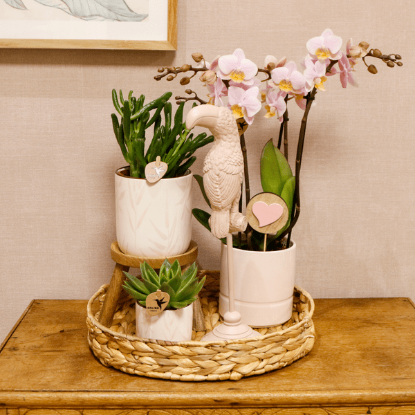 Pflanzenset Vintage Pink - Grünpflanzen mit pinker Phalaenopsis Orchidee im Vintage Pink Ziertopf und Zubehör