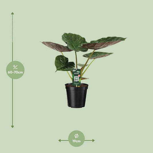 Alocasia Wentii – Elefantenohr – Ø19cm x H70cm – Tropische Zimmerpflanze mit pfeilförmigem Laub – Pflegeleicht & luftreinigend – Für Halbschatten
