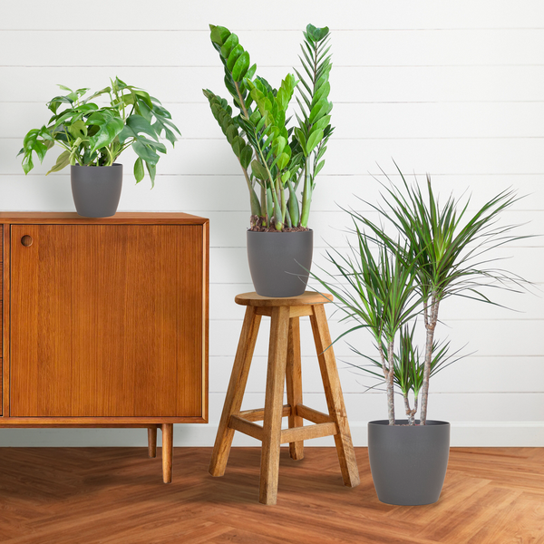 Schatten-Pflanzset – Zimmerpflanzen im Viber Topf Grau – Monstera, Zamioculcas & Dracaena – Halbschatten geeignet – Komplettset für Wohnzimmer & Büro