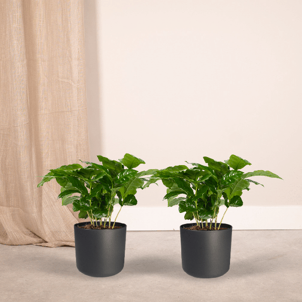 Kaffeepflanze - Coffea Arabica - Zimmerpflanze - Ø12cm - ↕25cm - 2 Stück
