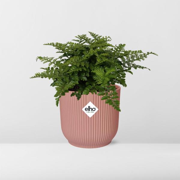 Nestfarn - Asplenium Parvati - Zimmerpflanze + Topf Vibes Fold 14cm Rosa