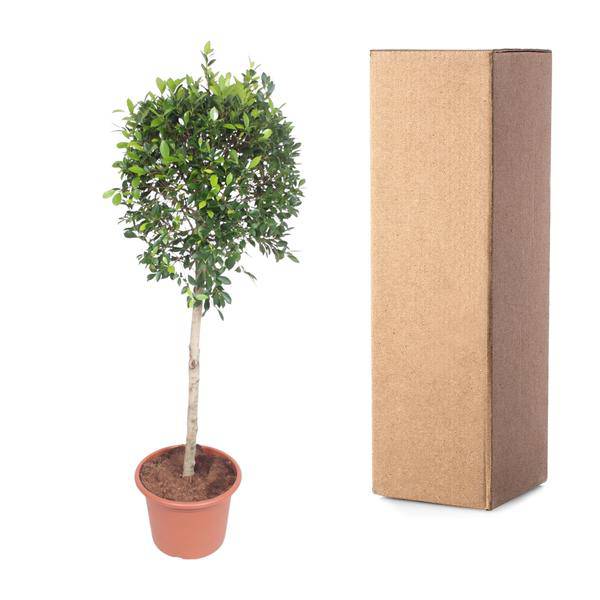 Chinesische Feige - Ficus Nitida - Zimmerpflanze - 170cm - ø40cm