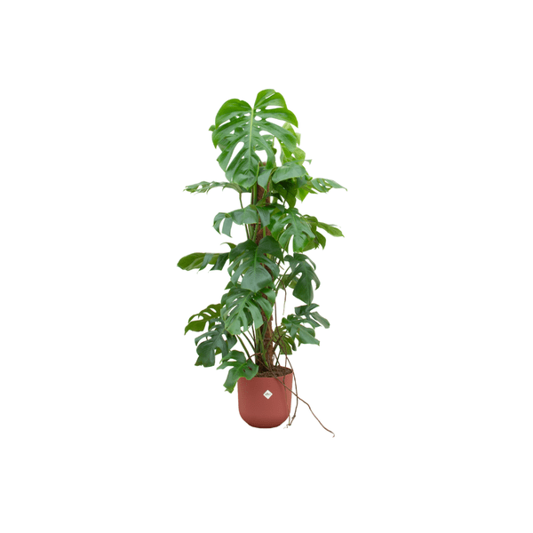 Monstera Pertusum - Fensterblatt - Zimmerpflanze - Ø26cm - ↨120 cm + Topf Jazz Rot