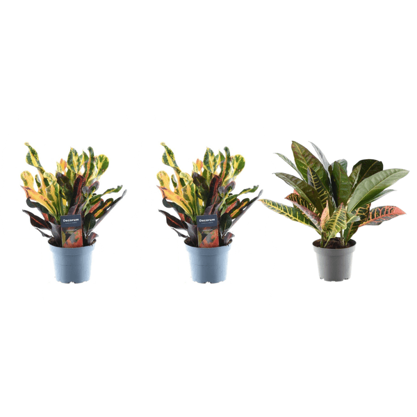 Croton Codiaeum Mix – 3 Pflanzen im Set – Wunderstrauch – Bunte Zimmerpflanzen – Exotische Blattschmuckpflanzen – Ø12cm – ↕30cm